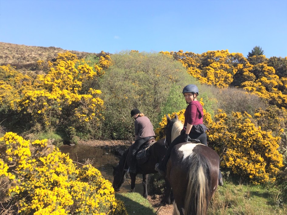 Image Stage d'équitation et randonnées en étoile en Irlande