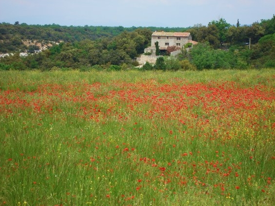 Voyage à cheval en PROVENCE
