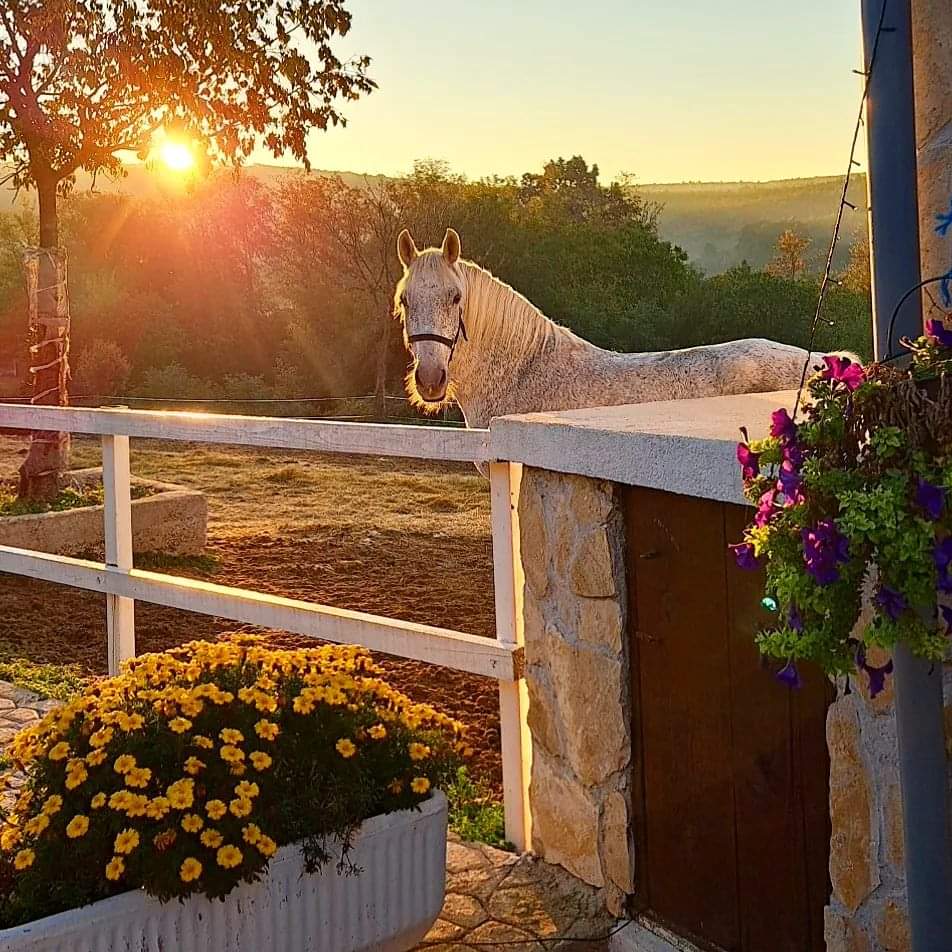 Image Croatie: Les collines de Dalmatie à cheval
