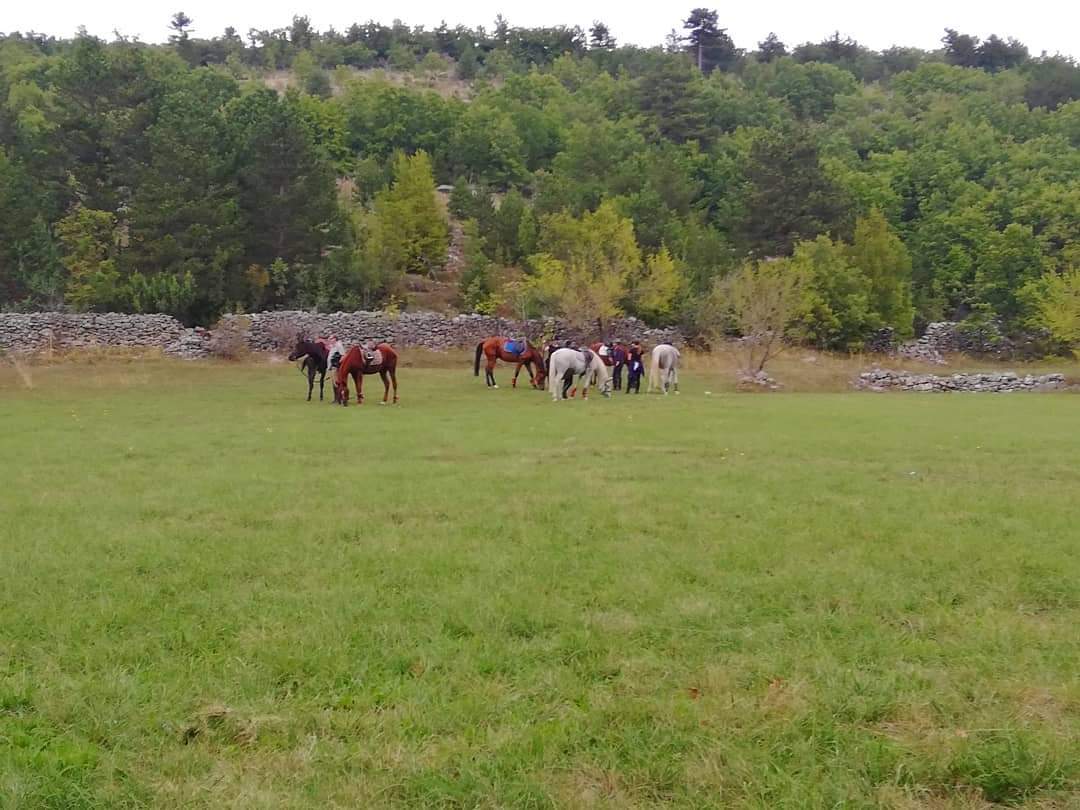 Image Croatie: Les collines de Dalmatie à cheval