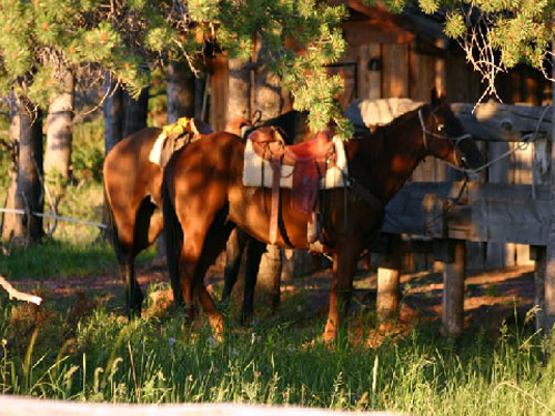 Image Usa : Randonnées à cheval et travail du bétail dans le Wyoming