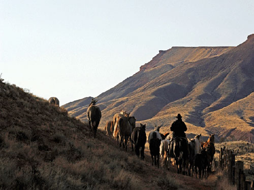 Image Usa : Randonnées à cheval et travail du bétail dans le Wyoming