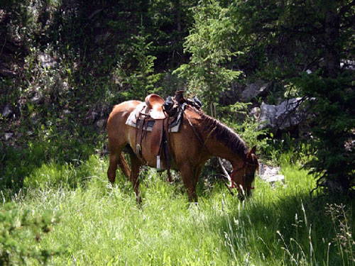 Image Usa : Randonnées à cheval et travail du bétail dans le Wyoming
