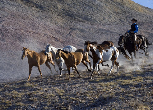 Image Usa : Randonnées à cheval et travail du bétail dans le Wyoming