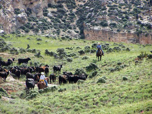Image Usa : Randonnées à cheval et travail du bétail dans le Wyoming