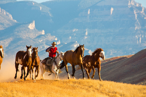 Image Usa : Randonnées à cheval et travail du bétail dans le Wyoming