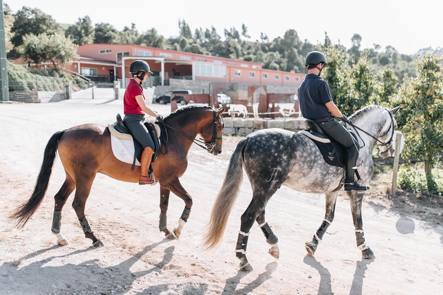 Image Stage de dressage et d'équitation Portugaise en quinta de grand confort au Portugal