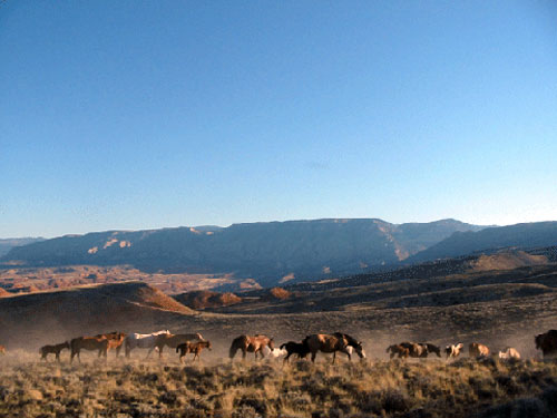 Image Usa : Randonnées à cheval et travail du bétail dans le Wyoming