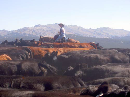 Image Usa : Randonnées à cheval et travail du bétail dans le Wyoming