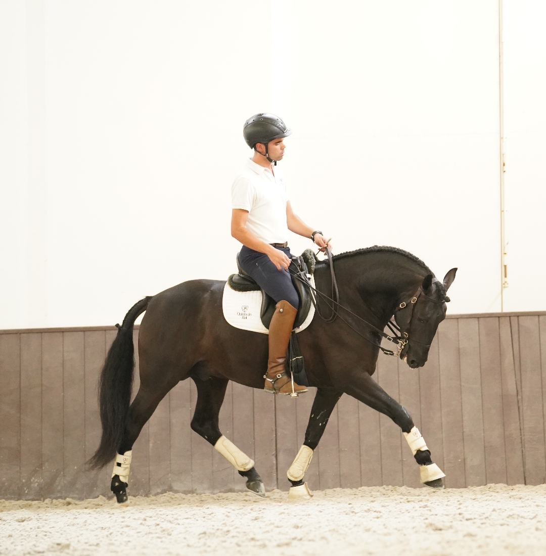 Image Stage de dressage et d'équitation Portugaise en quinta de grand confort + Randonnée à cheval au Port
