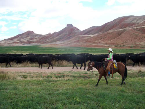 Image Usa : Randonnées à cheval et travail du bétail dans le Wyoming