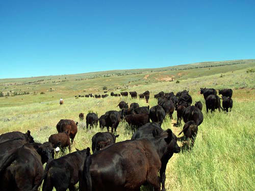 Image Usa : Randonnées à cheval et travail du bétail dans le Wyoming