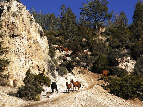 Image Usa : Randonnées à cheval et travail du bétail dans le Wyoming