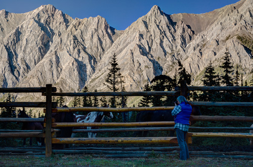 Image Canada : Randonnée à cheval dans le Parc de Banff