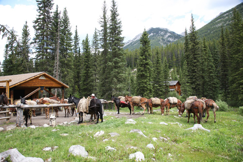 Image Canada : Randonnée à cheval dans le Parc de Banff