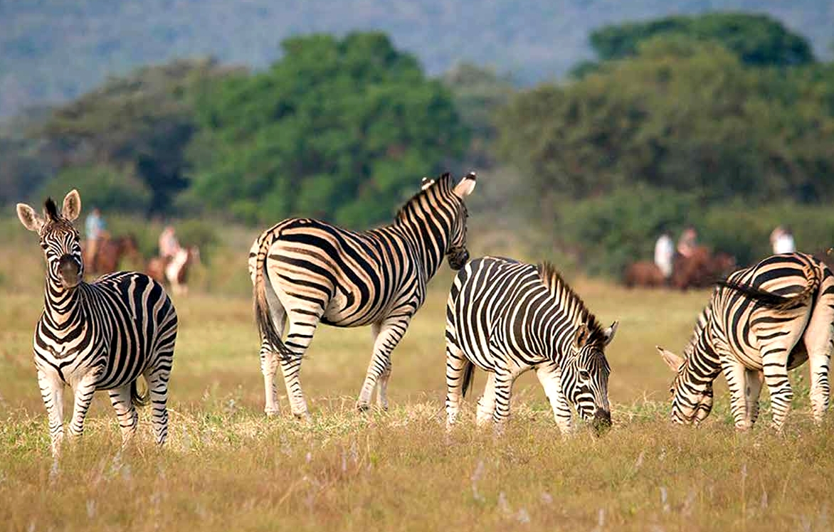 Image Afrique du Sud : Safari "Découverte" à cheval