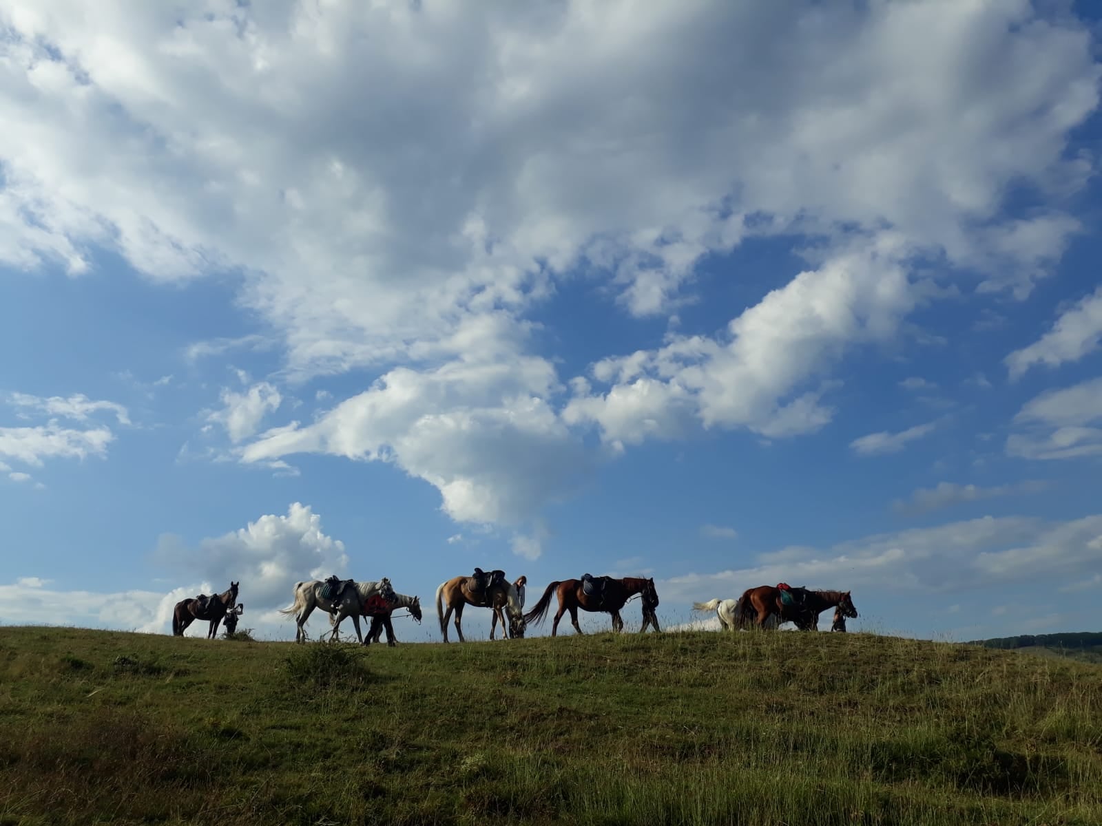 Image Roumanie : Voyage à cheval en Transylvanie