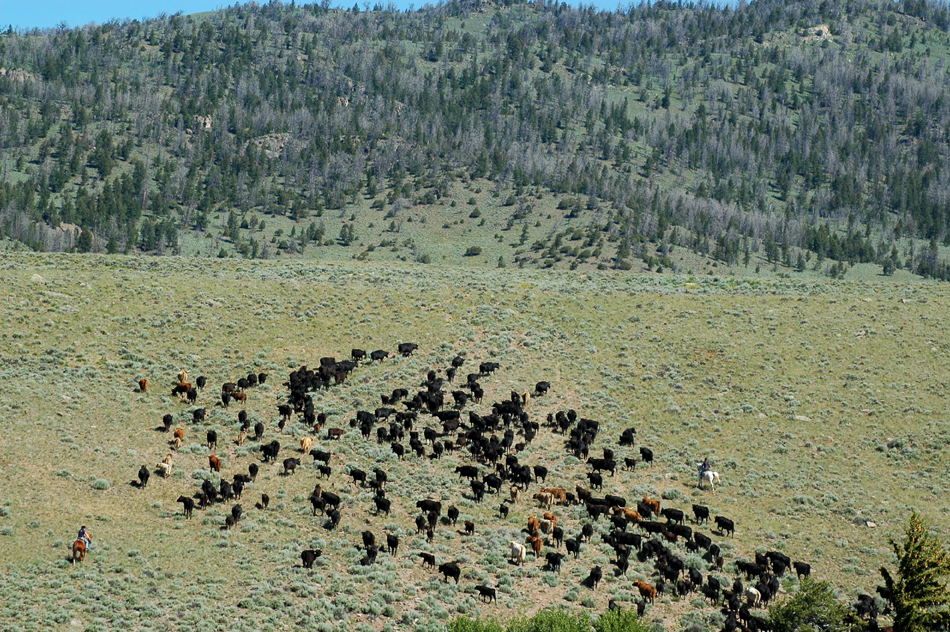 Image Usa : Séjour en ranch et randonnées à cheval dans le Wyoming