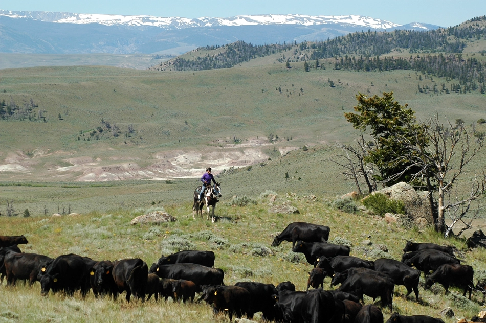 Image Usa : Séjour en ranch et randonnées à cheval dans le Wyoming