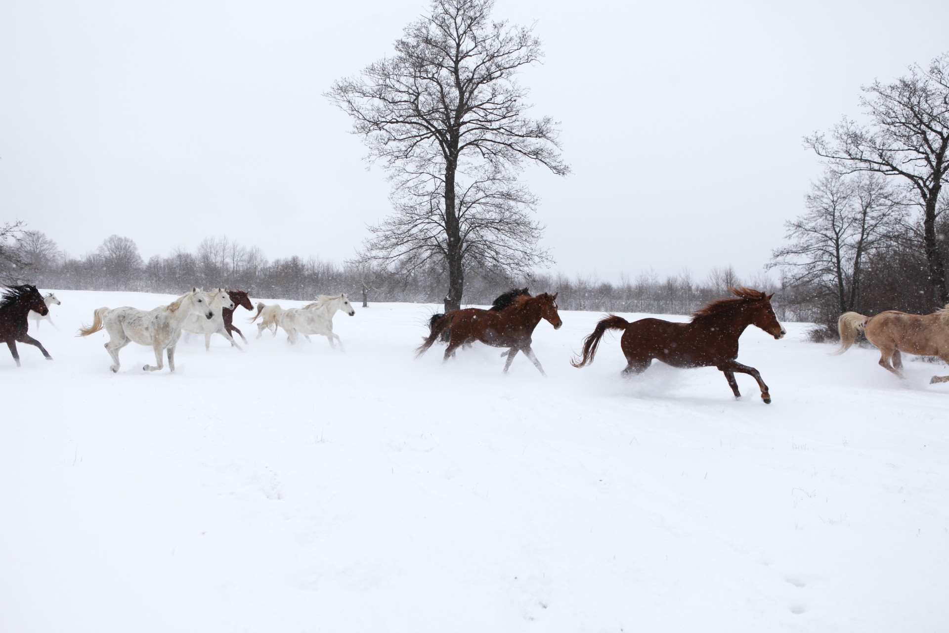 Image Roumanie : Randonnée hivernale dans les Carpates