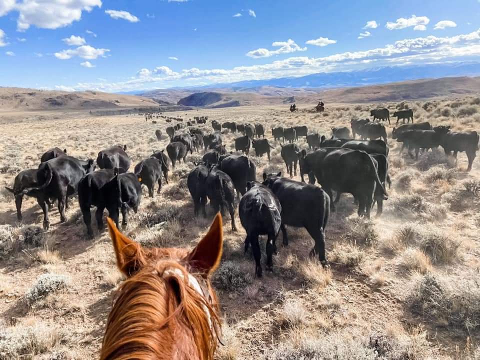 Image Usa : Séjour en ranch et randonnées à cheval dans le Wyoming