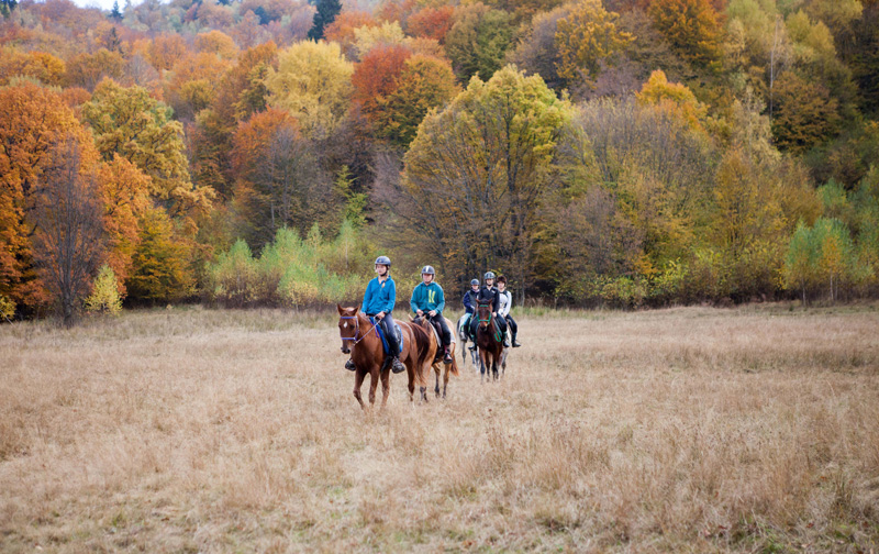 Image Roumanie : Forêts et ours des Carpates