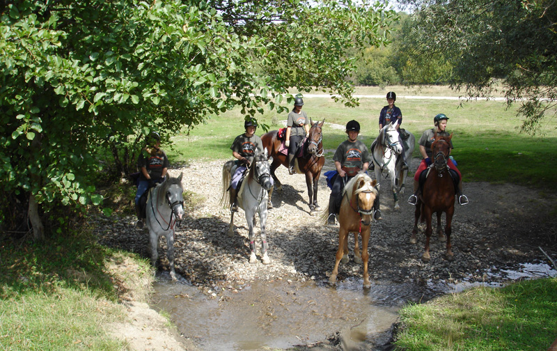 Image Roumanie : Forêts et ours des Carpates