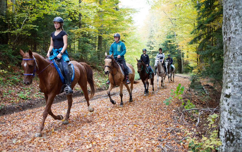 Image Roumanie : Forêts et ours des Carpates