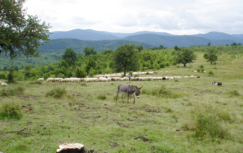 Image Roumanie : Forêts et ours des Carpates
