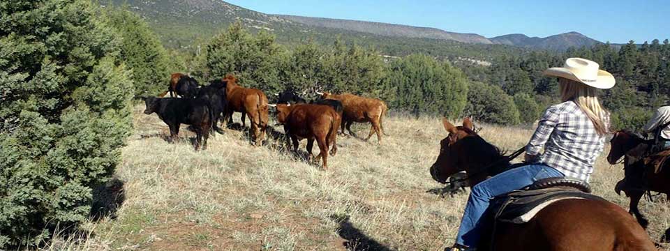 Image Usa : Séjour dans un ranch et multi activités dans Pleasant Valley en Arizona