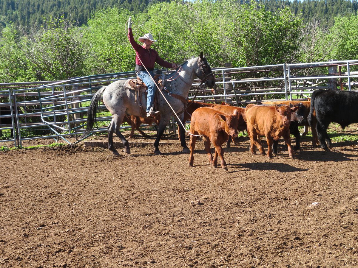 Image Usa : Randonnées à cheval et travail dans un ranch du Montana