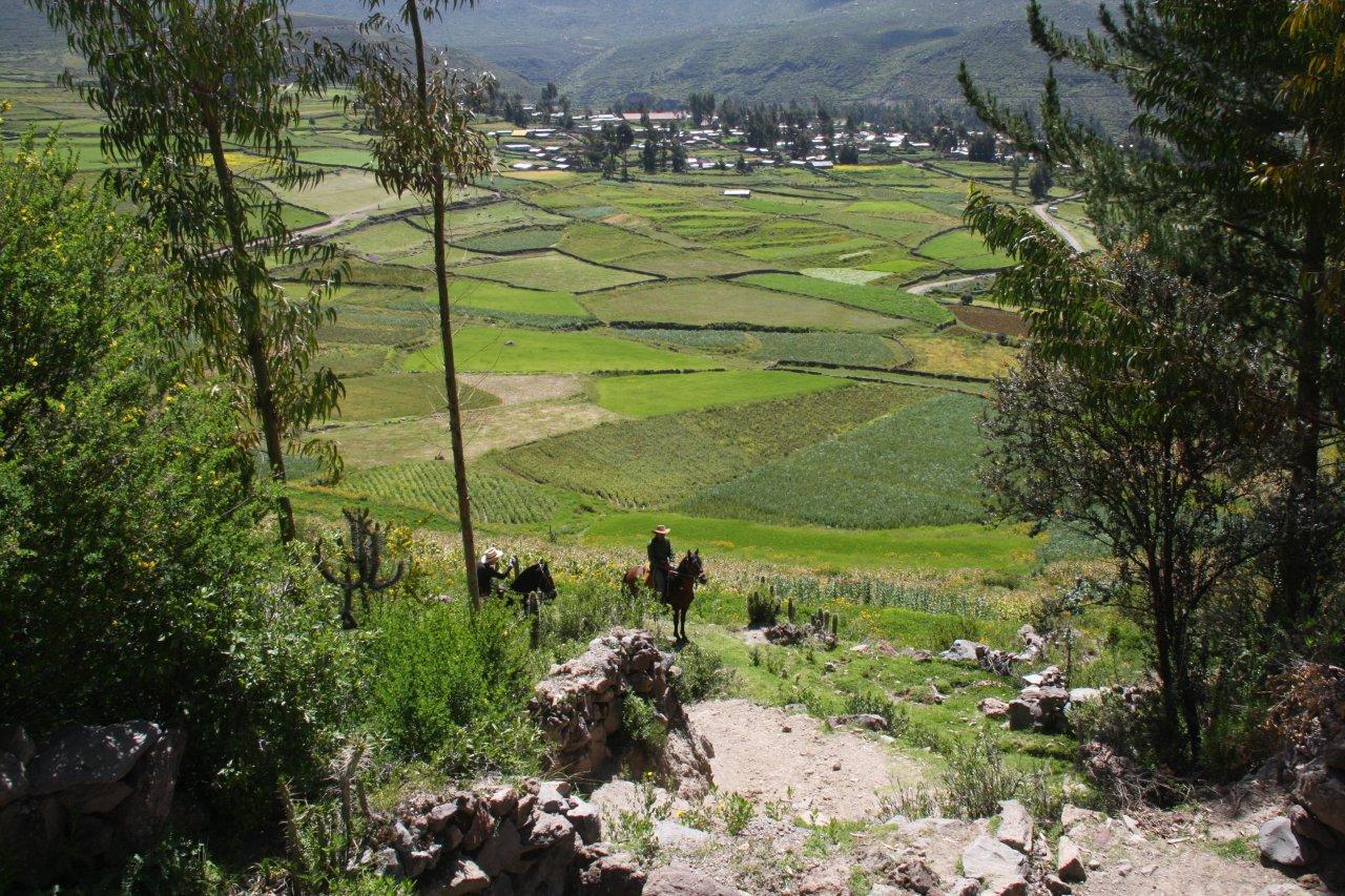 Image Pérou : La vallée et le canyon du Colca à cheval