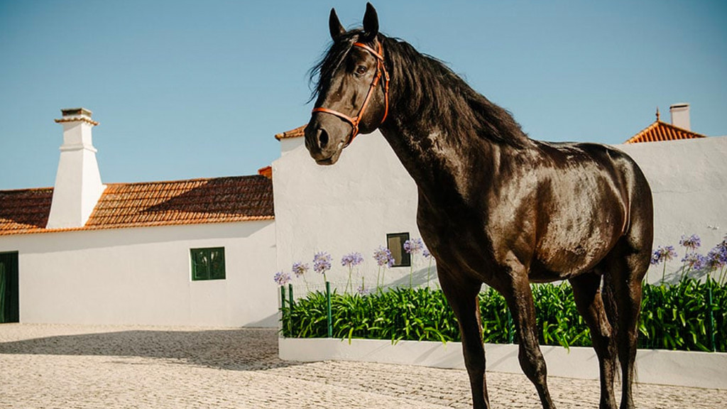 Image Stage de dressage et d'équitation Portugaise en quinta de grand confort + Randonnée à cheval au Port