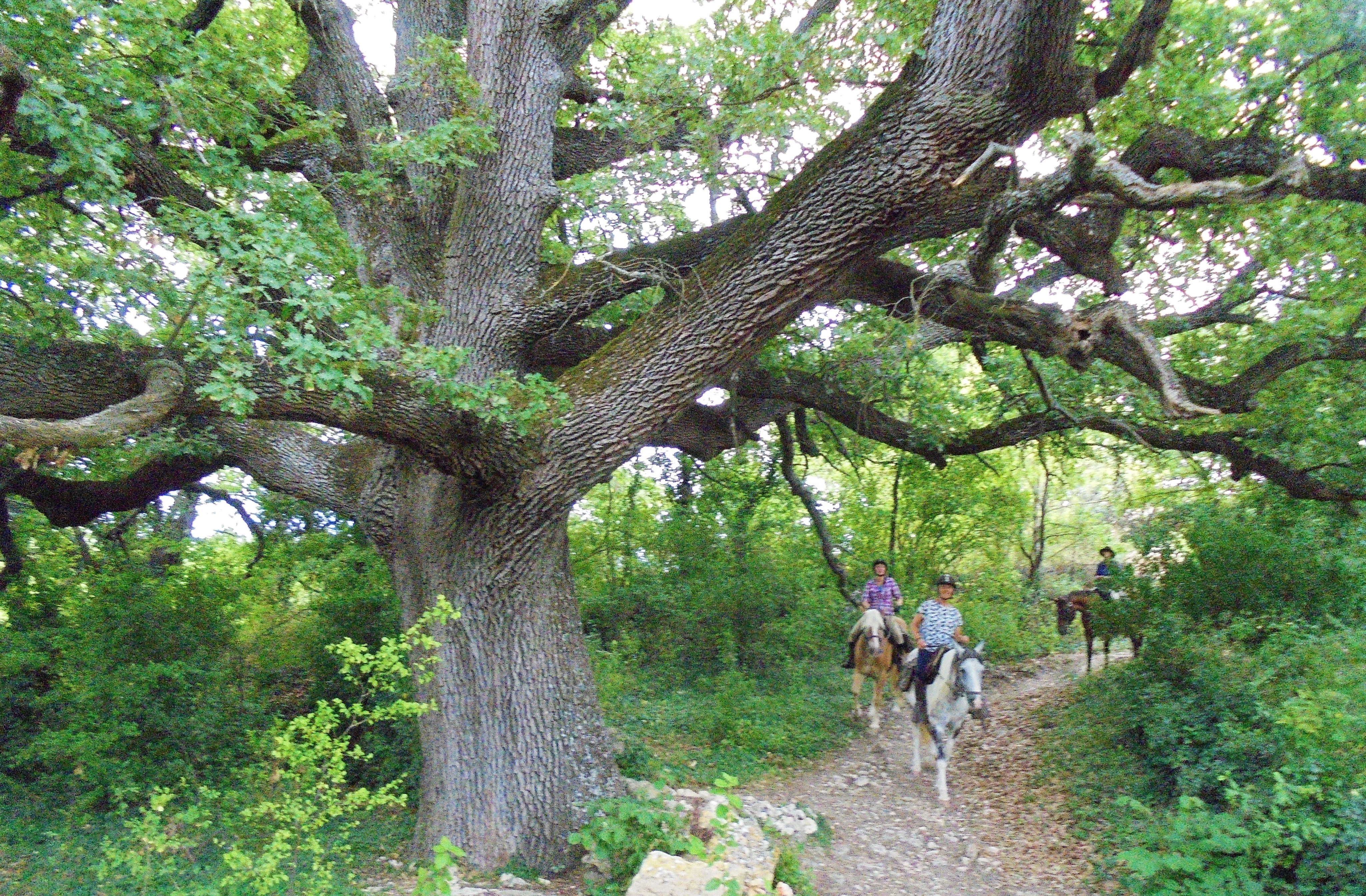 Image Cheval & Nature, découverte du Luberon et du voyage à cheval