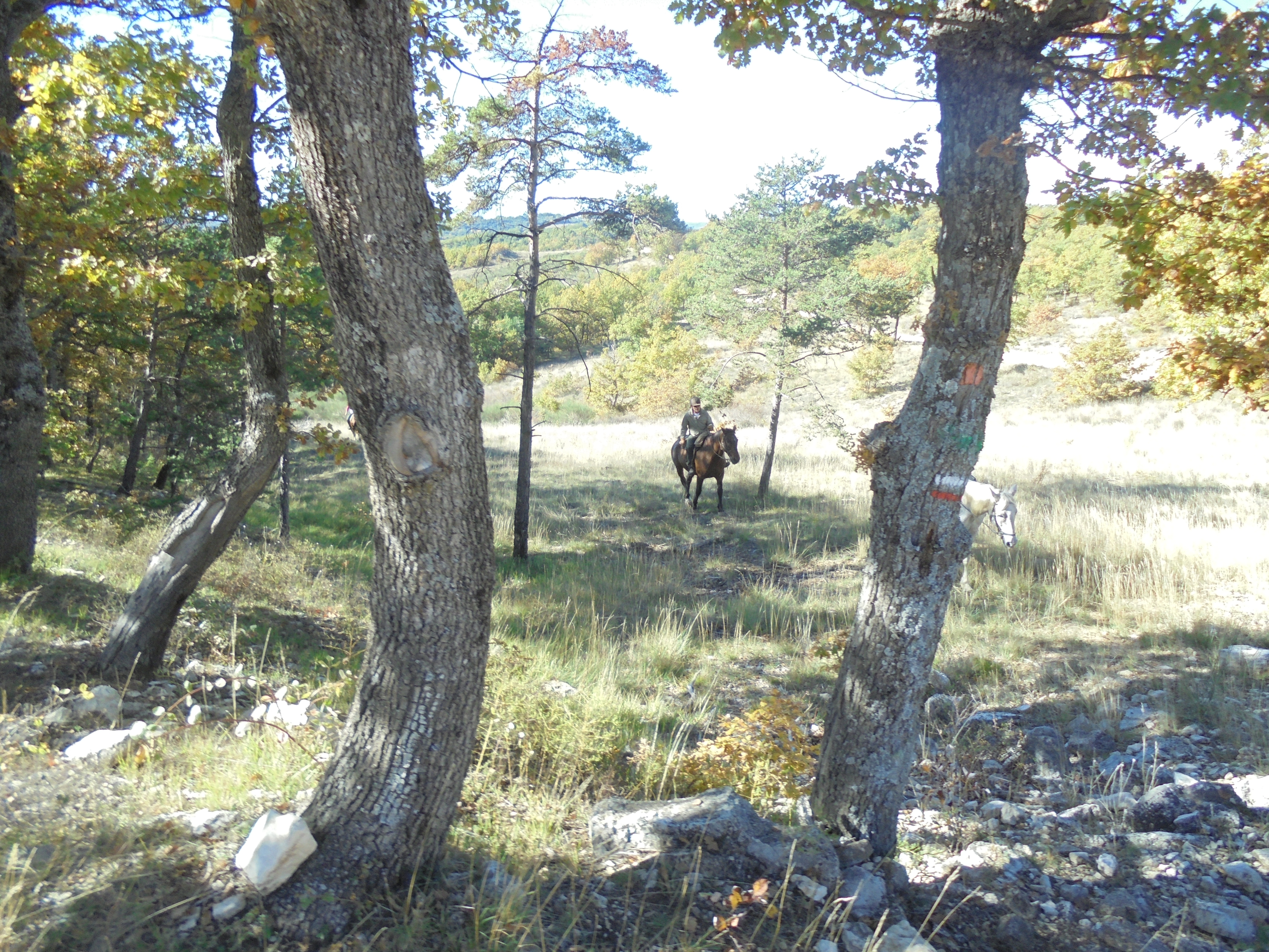Image Cheval & Nature, découverte du Luberon et du voyage à cheval