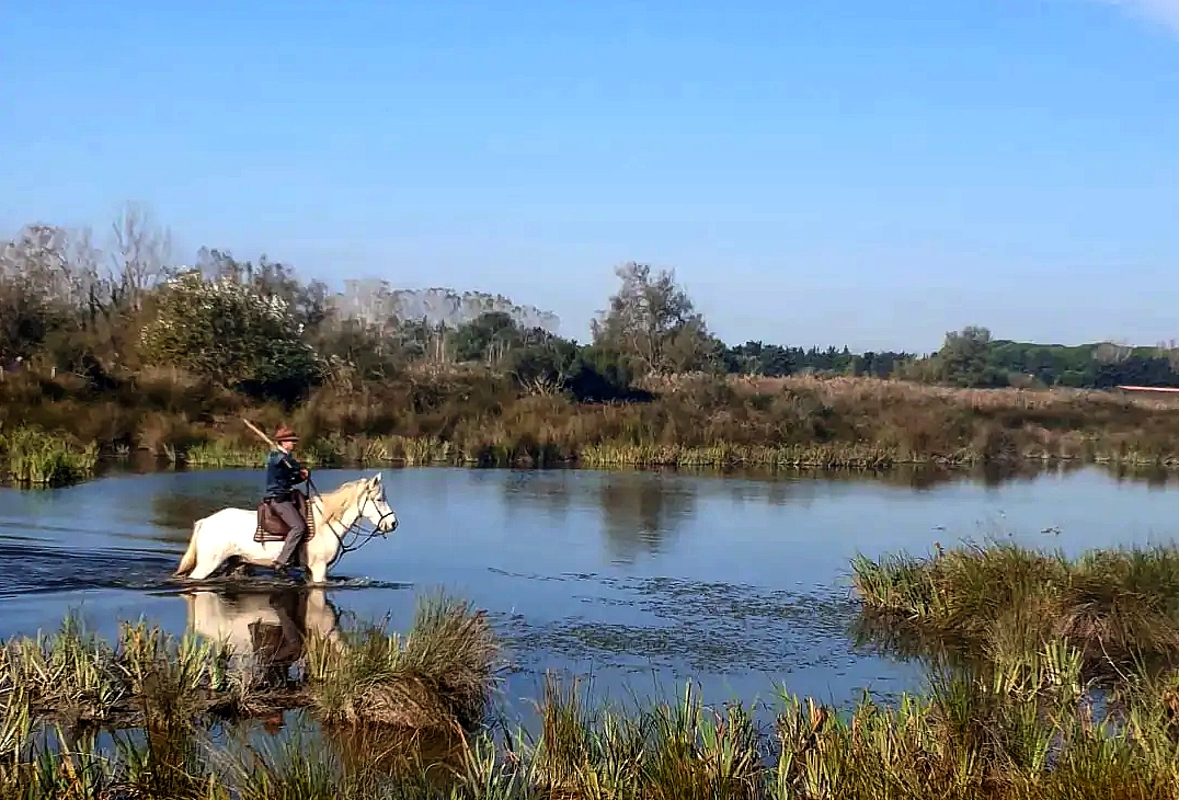 Image Voyage à cheval des collines du Luberon et des Alpilles à la Camargue