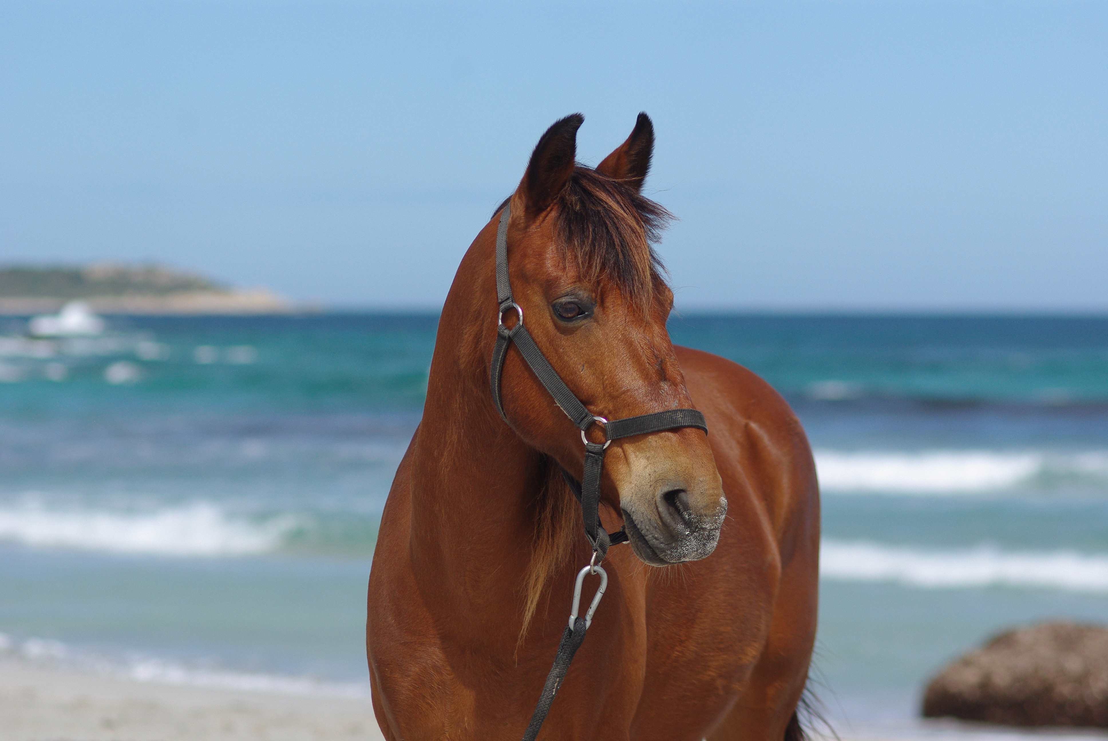 Image Le Désert des Agriates en Corse à cheval
