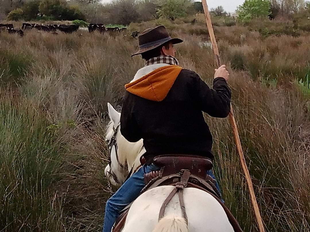 Image Voyage à cheval des collines du Luberon et des Alpilles à la Camargue