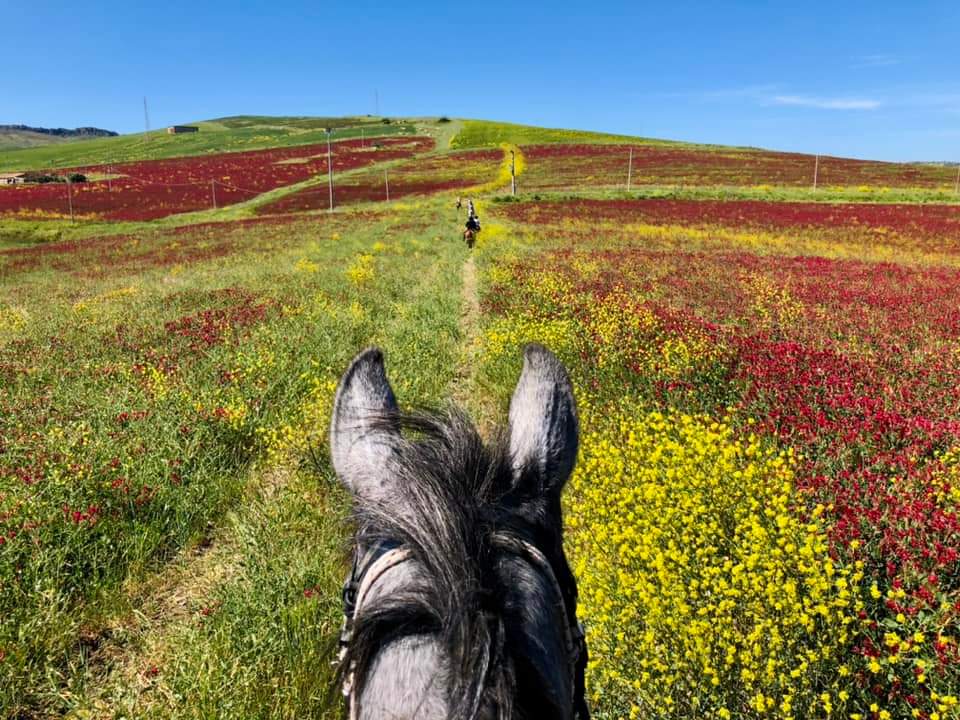 Image Sicile : Culture & Traditions de Sicile à cheval