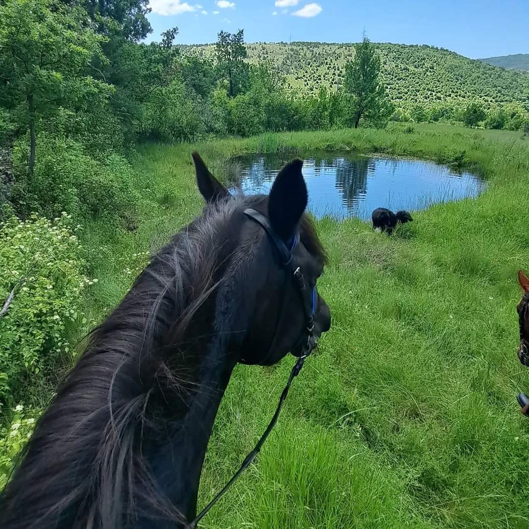 Image Croatie: Les collines de Dalmatie à cheval