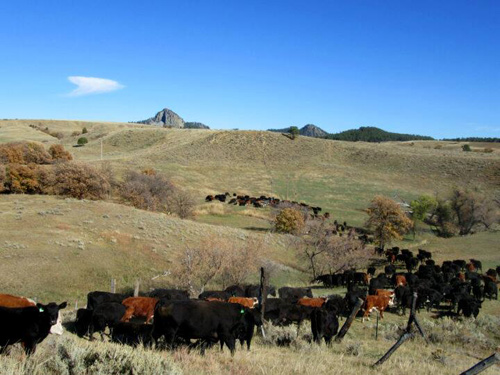 Image Usa : Séjour en ranch et travail du bétail à cheval dans le Wyoming