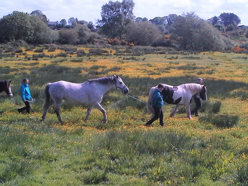 Image Châteaux et monastères d'Irlande à cheval