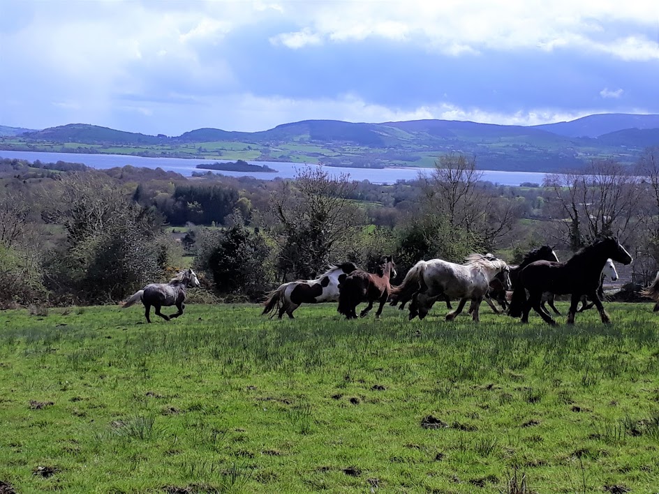 Image Châteaux et monastères d'Irlande à cheval