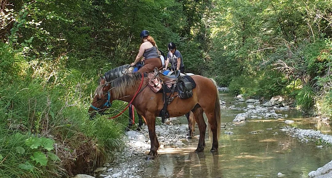 Voyage à cheval en PROVENCE