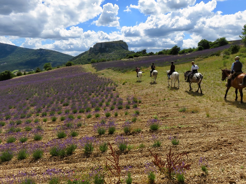 Voyage à cheval en PROVENCE