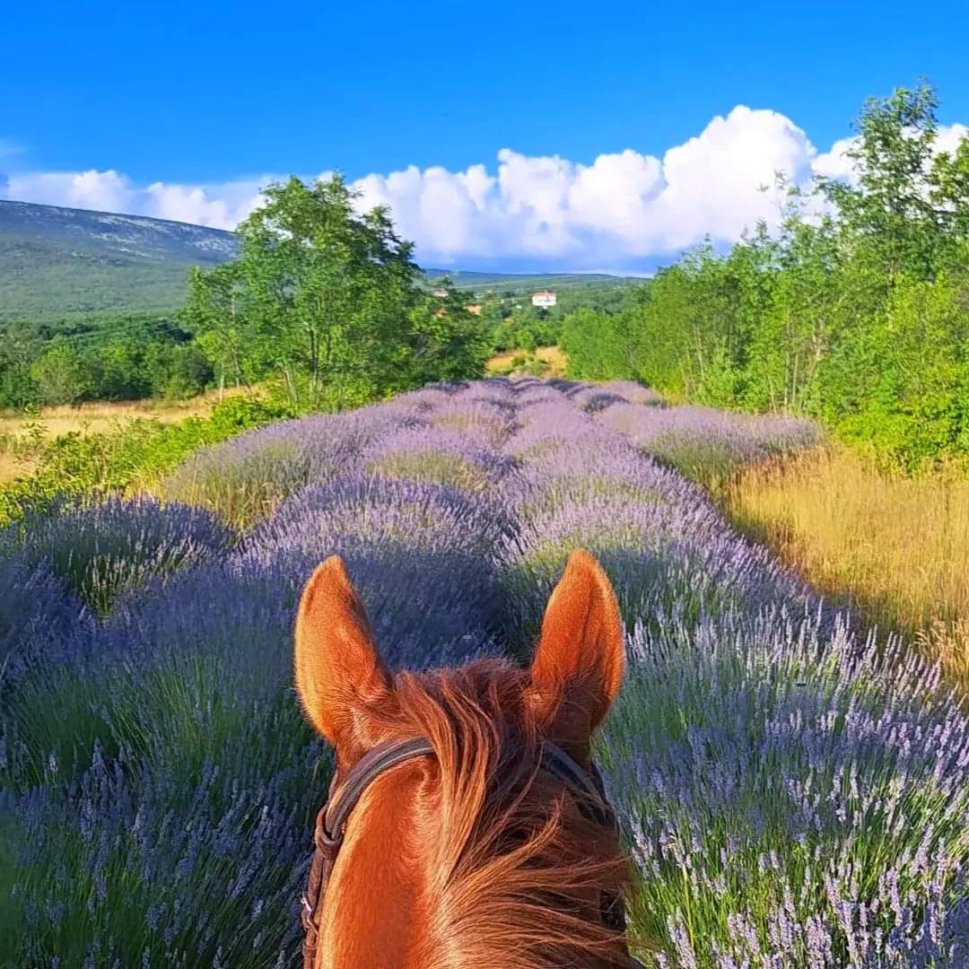 Image Croatie: Les collines de Dalmatie à cheval