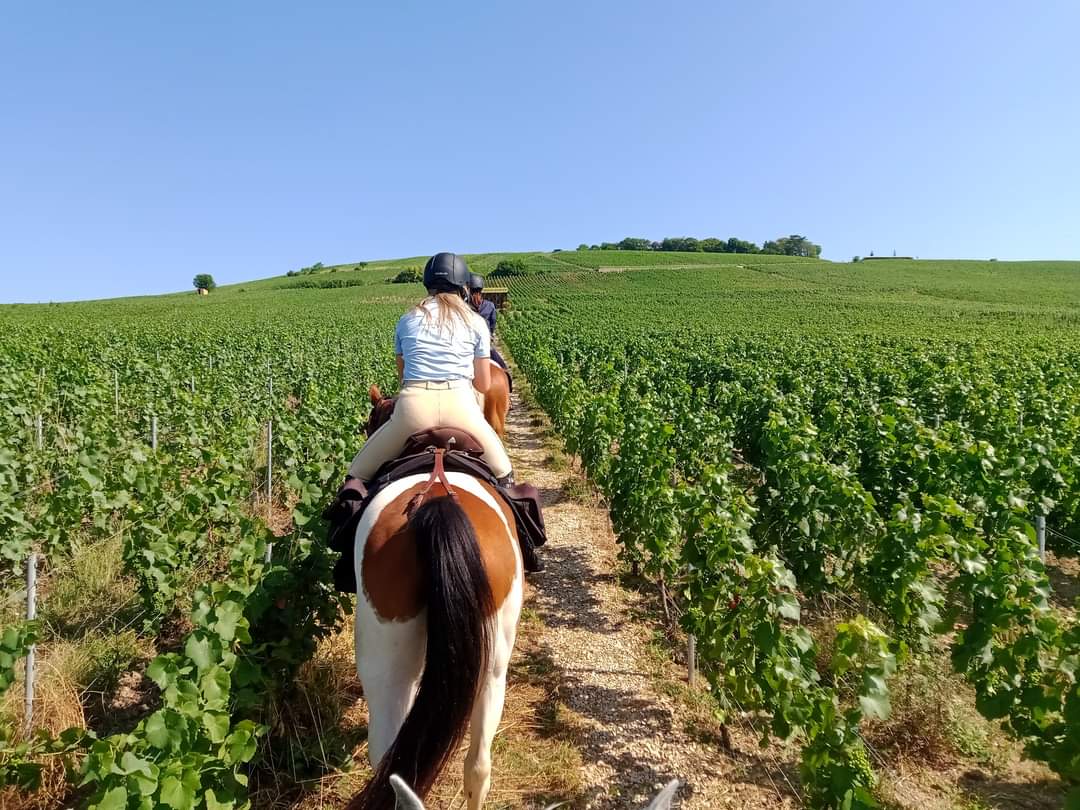 Image Chevauchée pétillante dans les vignobles de Champagne