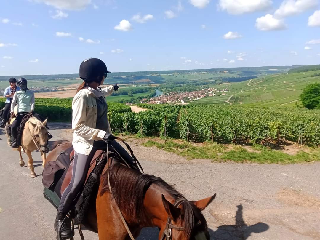 Image Chevauchée pétillante dans les vignobles de Champagne