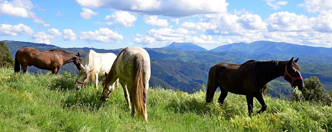 Image Espagne : Les Pyrénées à cheval de Andorre à la Catalogne
