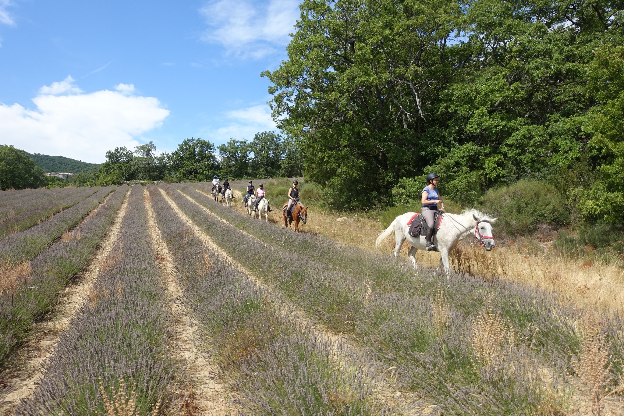 Voyage à cheval en PROVENCE Lavande
